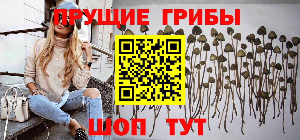 Псилоцибиновые грибы Cubensis  цены   Артёмовский  Вход с VPN  Псилоцибиновые грибы ЛСД 